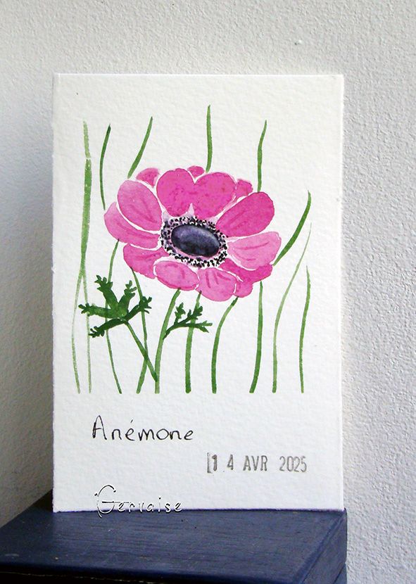 26 Anémone