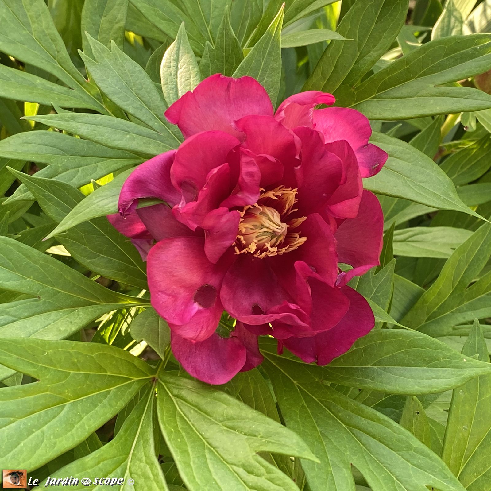 Pivoine itoh Hilary