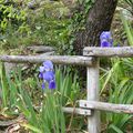 "JUSTE EN PASSANT"...Balade de l'après midi...