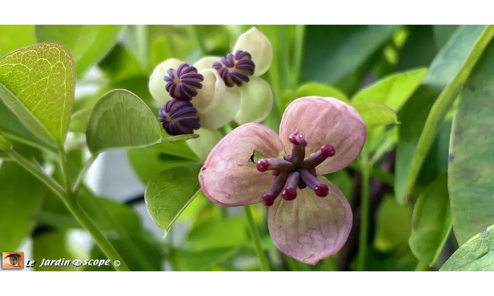 L'Akébia aux fleurs et fruits hors du commun !