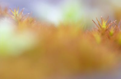 Orange pressée