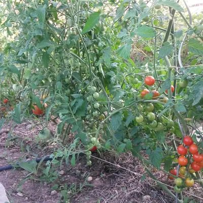 Apprentie Jardinier #3