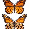 Monarch wings