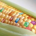 Definitions OGM