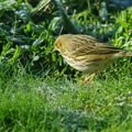 pipit farlouse