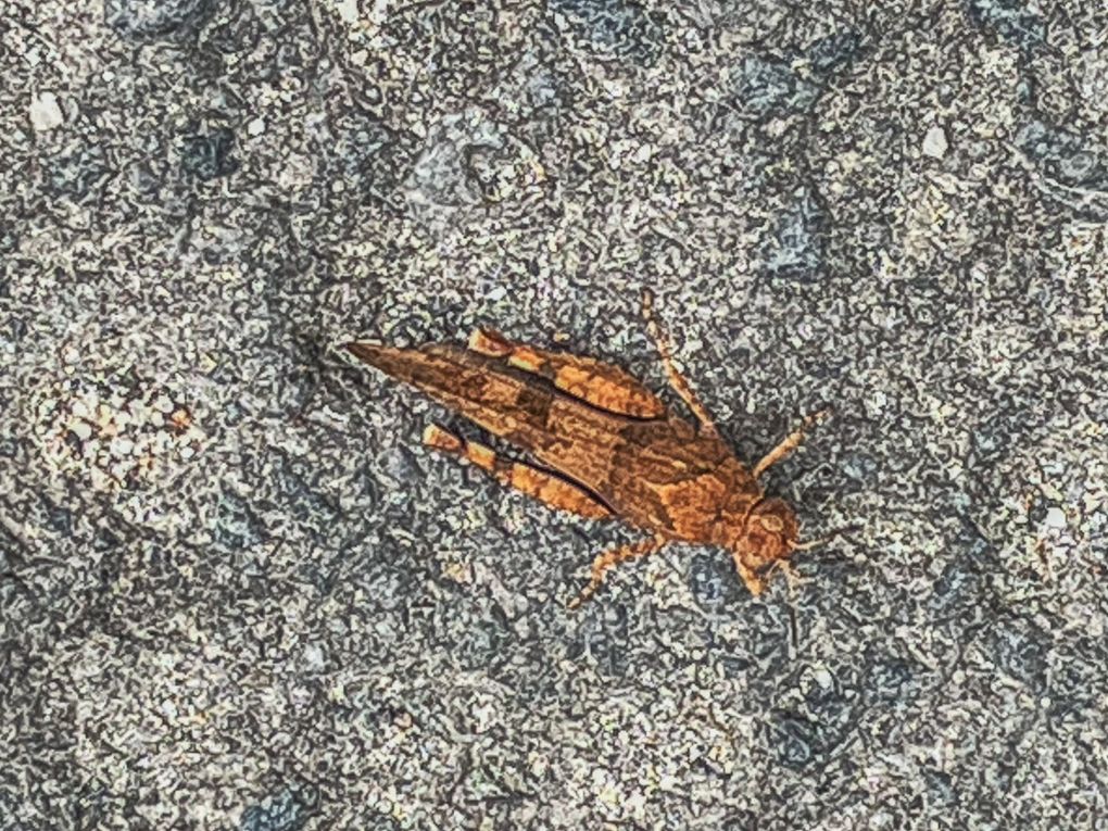 Mardi 23 sept 2025 Mon  diaporama :Flânerie au parc à Cébazat  c'était le 19 sept 2025 grand  soleil 