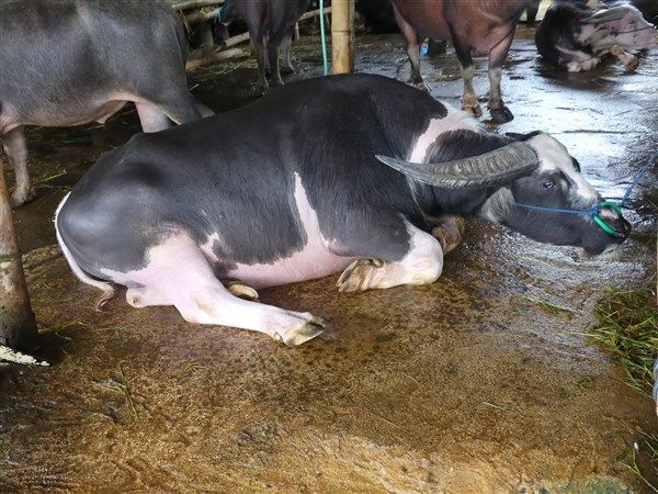 Voyage en Sulawesi - visite des marchés alimentaires et à bestiaux de Rantepao