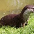 La loutre dans le Territoire de Belfort.