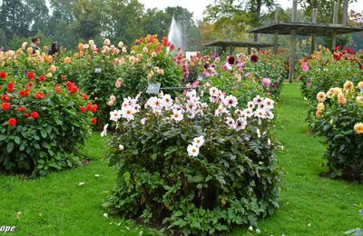 Comment réussir vos dahlias ?