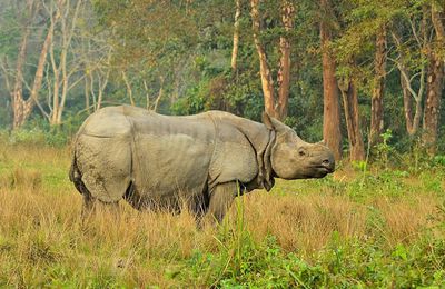 Inde : les rhinocéros à l’étroit au Bengale-Occidental