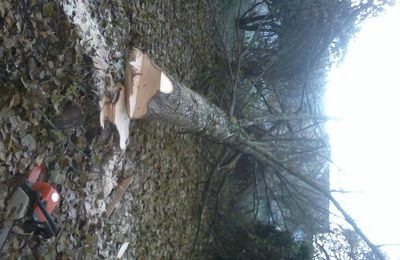 Abattage d'arbre