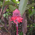 Fleurs de Martinique