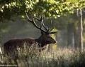 Accident de chasse à Saint-Laurent-Médoc: cerf toi encore une fois ! 