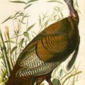 "Audubon at Illinois: Selections from the University Library's Birds of America" @ The Krannert Art Museum