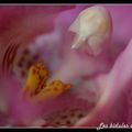 Orchidée (IV)