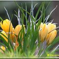 Des crocus à croquer (Jardin du Luxembourg)