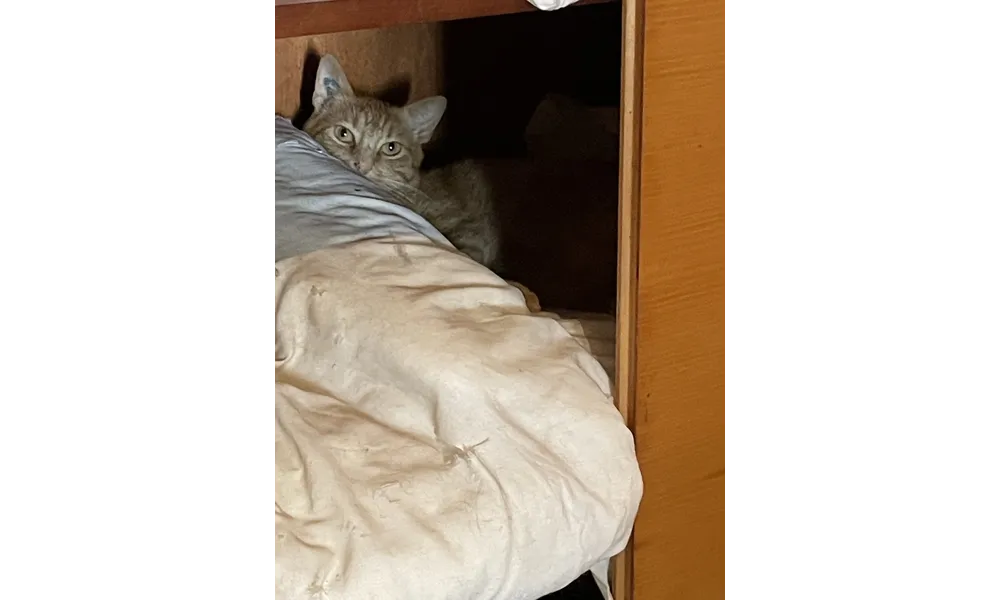 [GRIF' Abrite] Rassuré par l'arrivée de deux chatons : Rusty