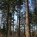 LES DOUGLAS DE LA FORÊT DOMANIALE DE THIEBEMONT-LES-DRAILLES, des spécimens à préserver... Visite du 8 mars 2021.