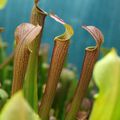 SR07 - rubra ssp. gulfensis, large forme, [Yellow River, FL], (RG5 - M.K.)