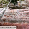 Des milliers de peintures rupestres vieilles de 12000 ans révélées dans la jungle colombienne