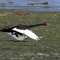 AVES - CYGNE Noir - Cygnus Atratus 