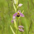 Ophrys apifera