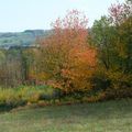 Pour vous souhaiter une très belle journée... Encore quelques clichés des couleurs de l'automne ! (J'en ai encore en réserve)