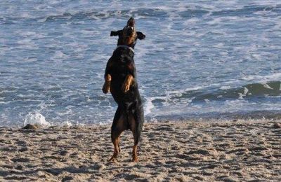 Le beauceron