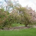 Arbres en fleurs à Rennes (3) : au parc de Maurepas le 4 avril 2014
