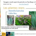 🌿Dianella caerulea 'Little Rev' par paysagiste Pays Basque et Paysagiste Landes.