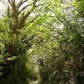 les chemins, les sous-bois