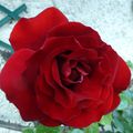 Rosa Rosam Rosae