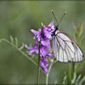 Sentier des orchidées, l finale !