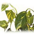 👨‍🌾 Paysagiste pays Basque et Sud des Landes: Philodendron Pothos plante dépolluante