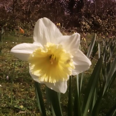Le jaune  printanier est arrivé. 😀