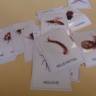 imagier les petites bêtes du jardin