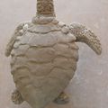 modelage d'une tortue de mer