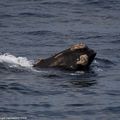 baleines franches