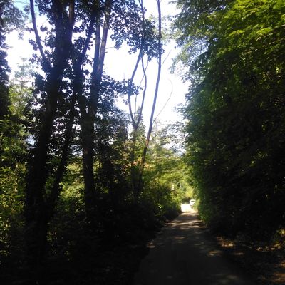 Sur le chemin du chène solitaire de pressembois