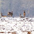 chevreuils dans la neige