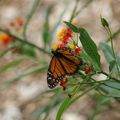 Au détour de la Floride