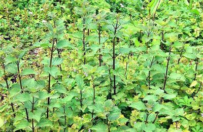 L'ortie cette plante mal aimée, pourtant bien utile