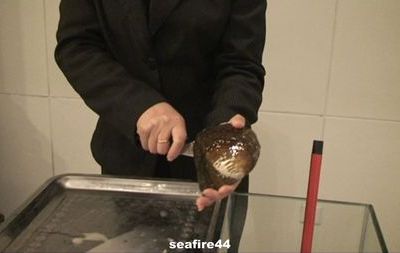 THE CHINESE FRESHWATER PEARLS