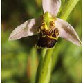 Ophrys abeille....