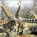 LA VIE DE GIRAFE