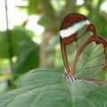 Papillons aux ailes de verre/ Glasswing butterflies