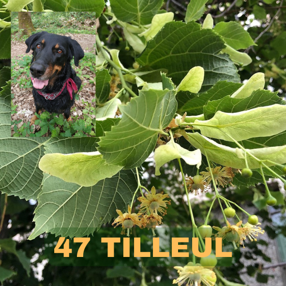 tilleul, tilia, tilleul de Sully, 