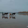 L'entrainement des chevaux