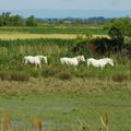 En Camargue