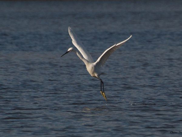 Aigrette garzette aux étangs